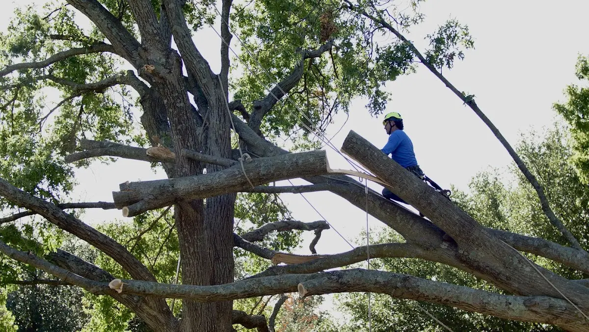 Professional Crown Thinning performed by certified arborists in Ignacio